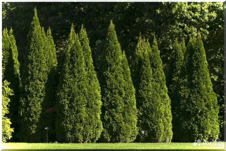 Туя Смарагд
