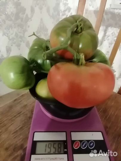 Семена томата