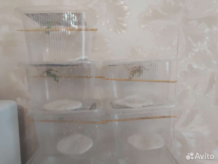 Богомолы: Вьетнамский, Африканский Viridis, садок