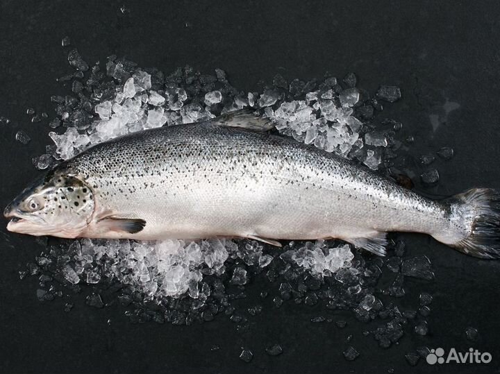 Лосось охлажденный