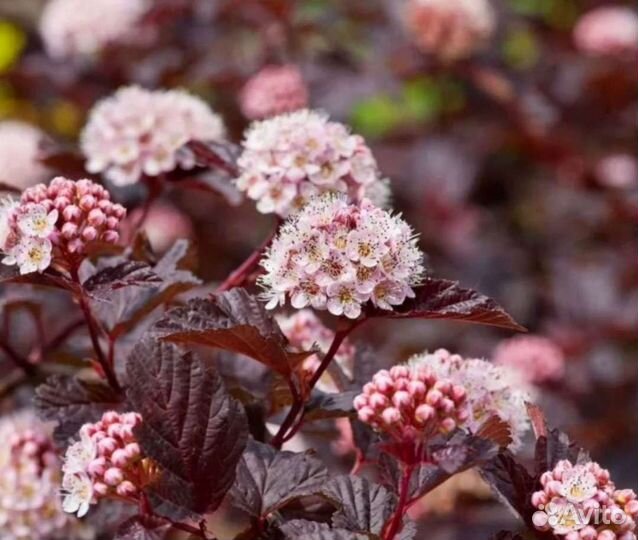 Спирея серая Грефшейм,пузыреплодник,многолетники