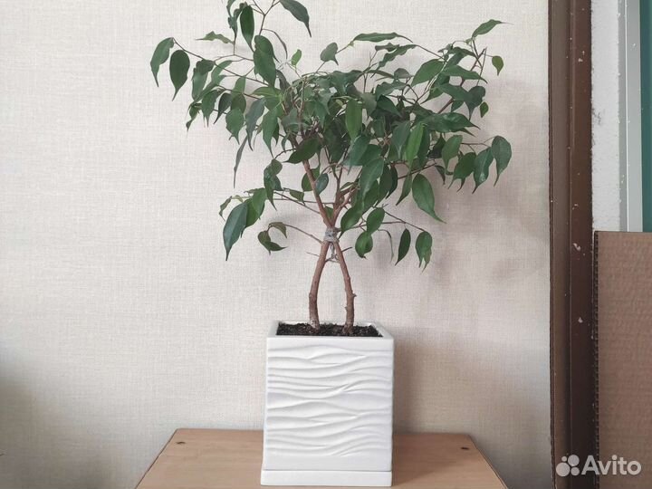 Фикус Бенджамина