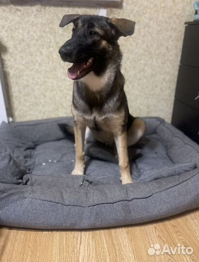 Метис, восточноевропейской овчарки