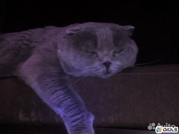 Для вязки кошек. Шотландский вислоухий кот Sfs-а