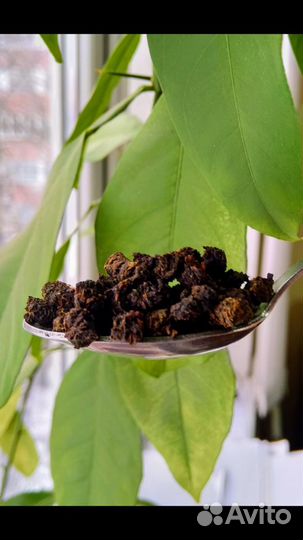 Иван чай Полесье в Брянске