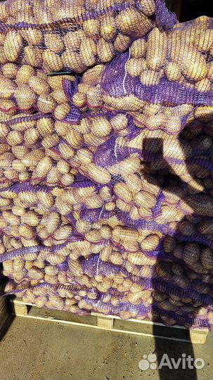 Продам картофель. Сорт: коломба, вега, галла