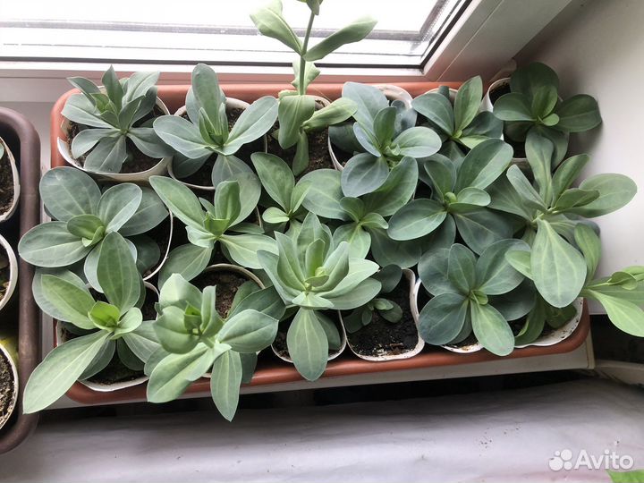 Саженцы эустомы