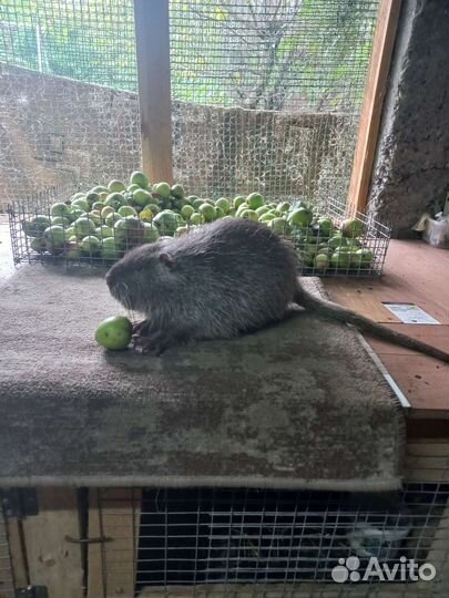 Нутрии на племя