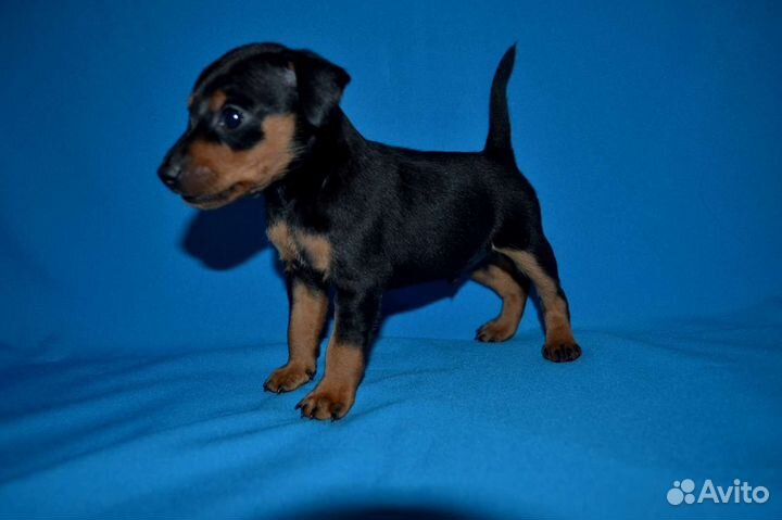 Цвергпинчер