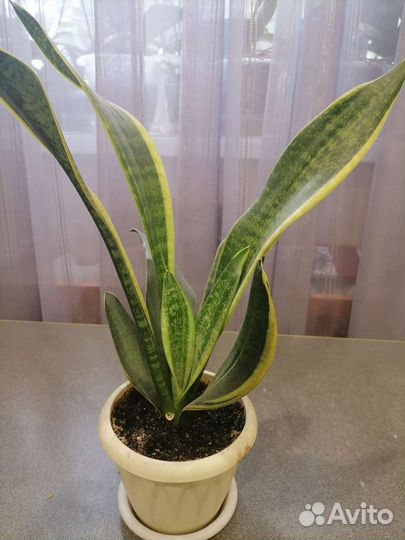 Кротон, фикус пестролистный и др