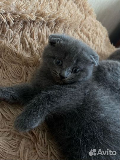 Шотландская вислоухая кошка