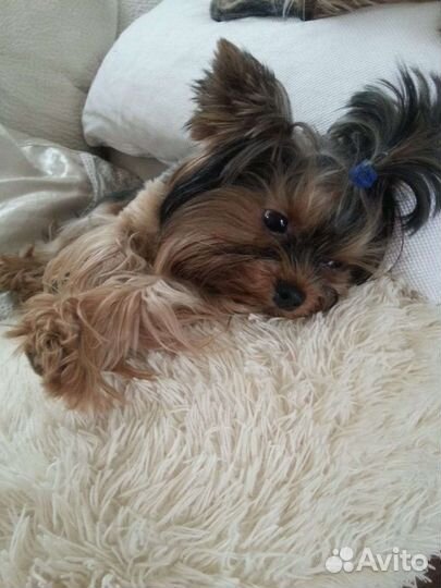 Йоркширский терьер