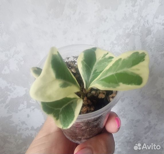 Фикус бенджамина