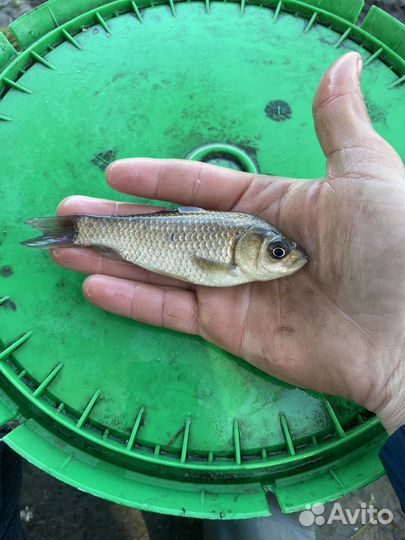 Живец карась