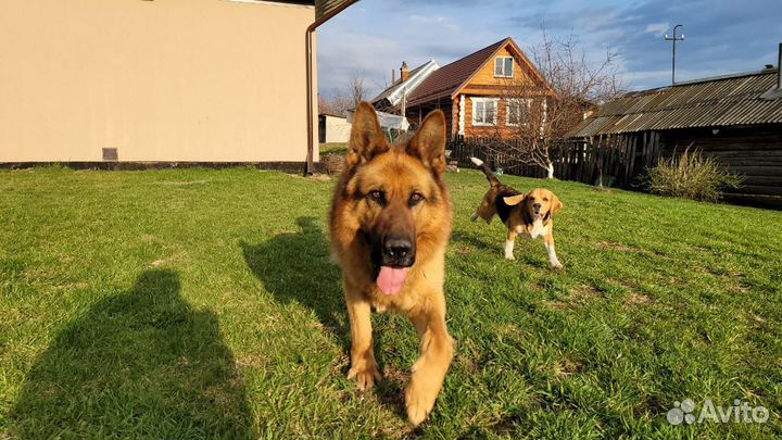 Немецкая овчарка вязка кобель