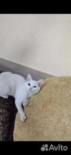Кошка в добрые руки