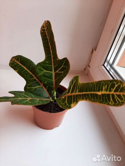 Кодиеум кротон