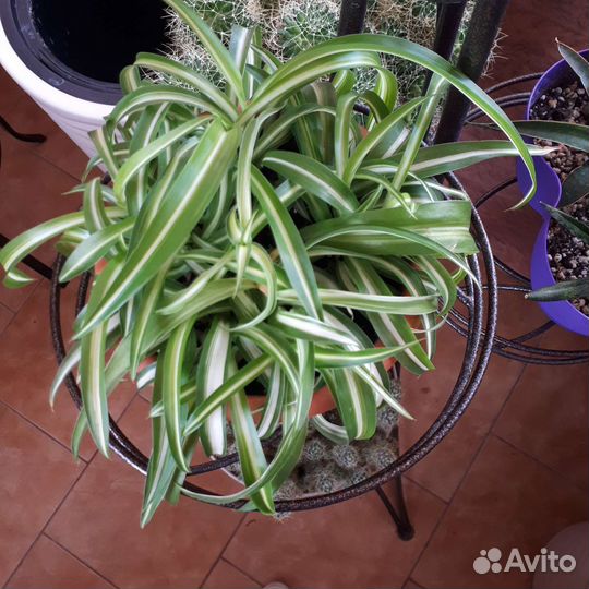 Хлорофитум кудрявый