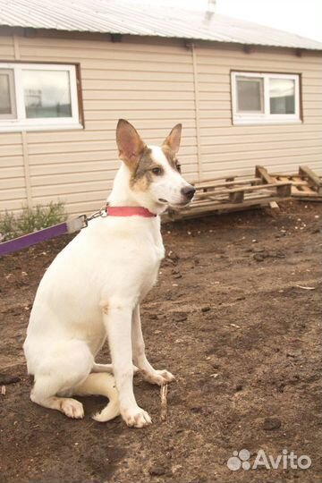 Собака Донна