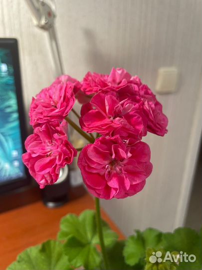 Пеларгония герань сортовая