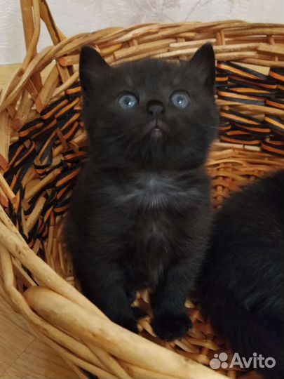 Британская