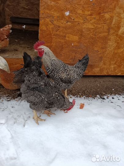 Петухи 7 мес