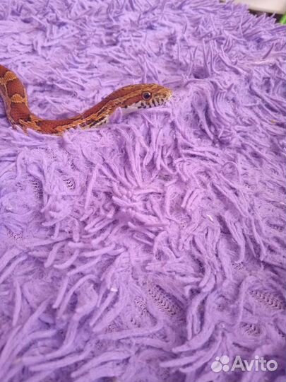 Змея для фотосессии