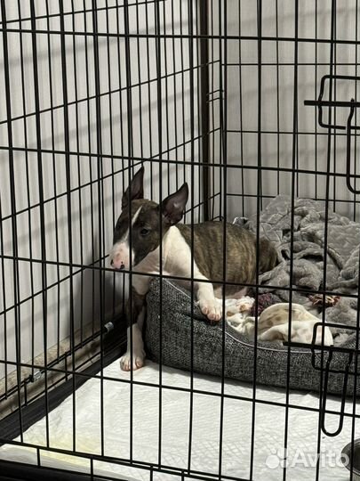 Миниатюрный бультерьер девочка