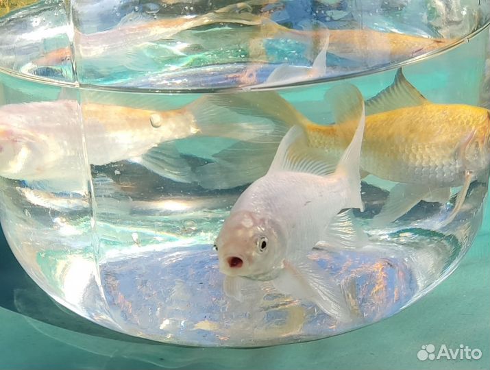 Рыбки золотые прудовые