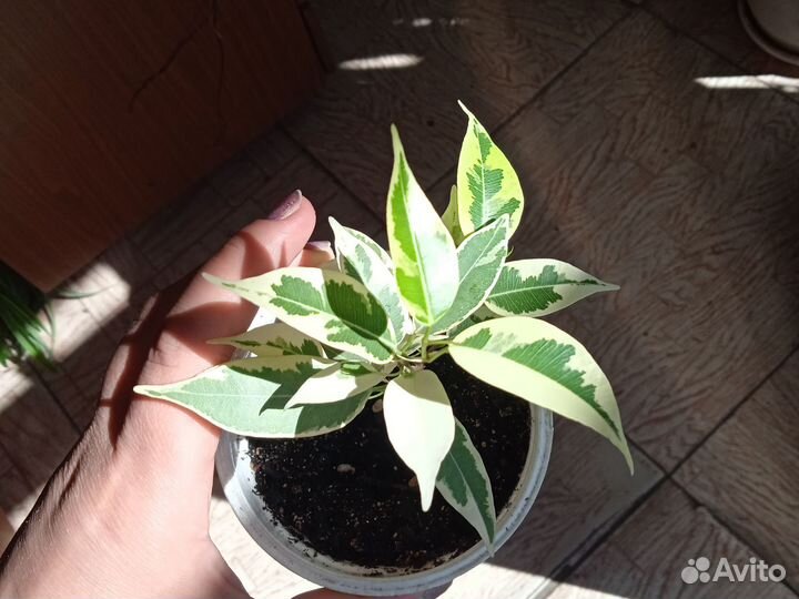 Комнатные растения