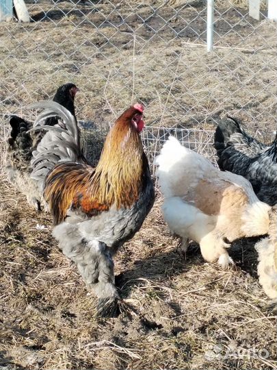 Инкубационное яйцо кур брама