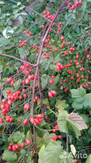 Шиповник бесшипный