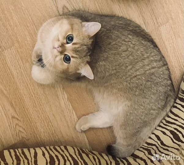 Шотландская