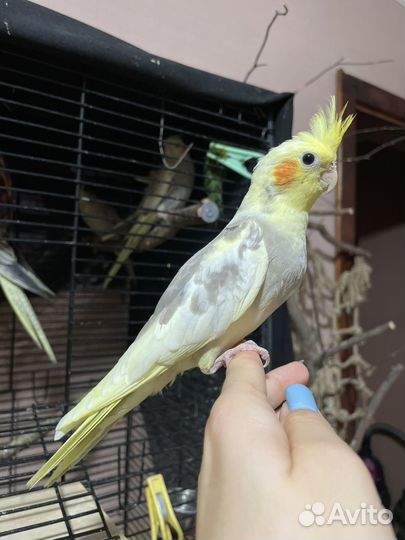 Птенец кореллы