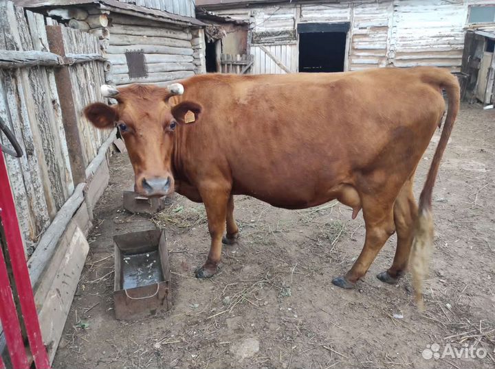 Бык и корова