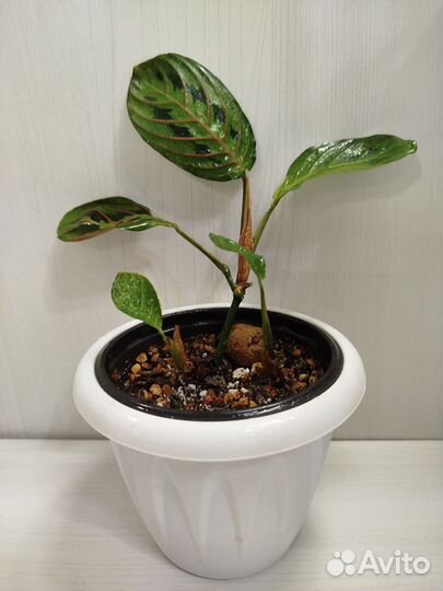 Маранта триколор