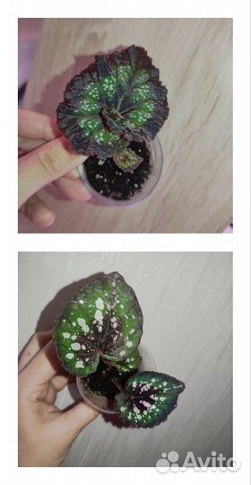 Бегонии декоративно лиственные