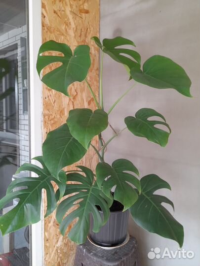 Монстера взрослая(подарок монстера манки маск)