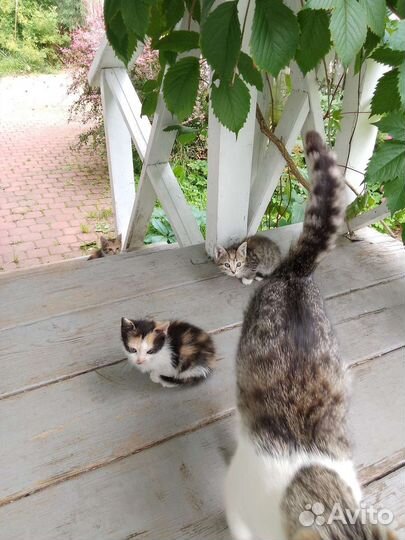 Котята в добрые руки