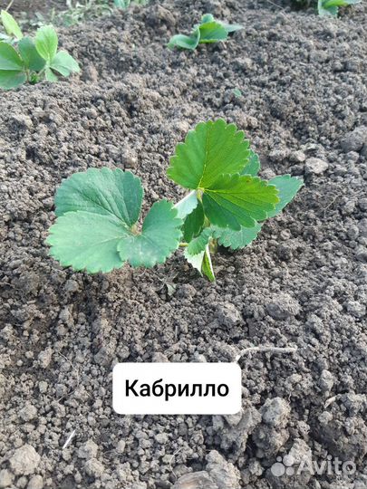 Рассада клубники