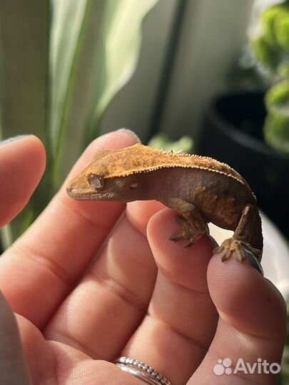Реснитчатый геккон бананоед