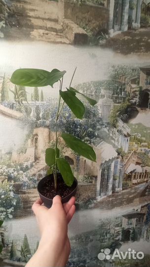 Ктенанта лубберса