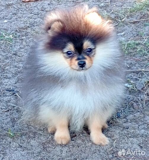 Щенок-сынок шпица