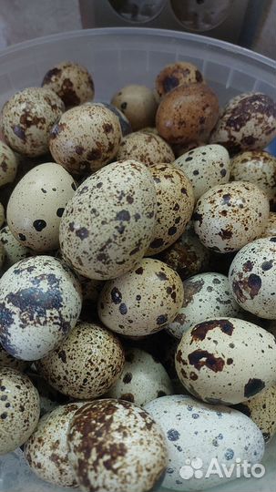 Яйцо инкубационное