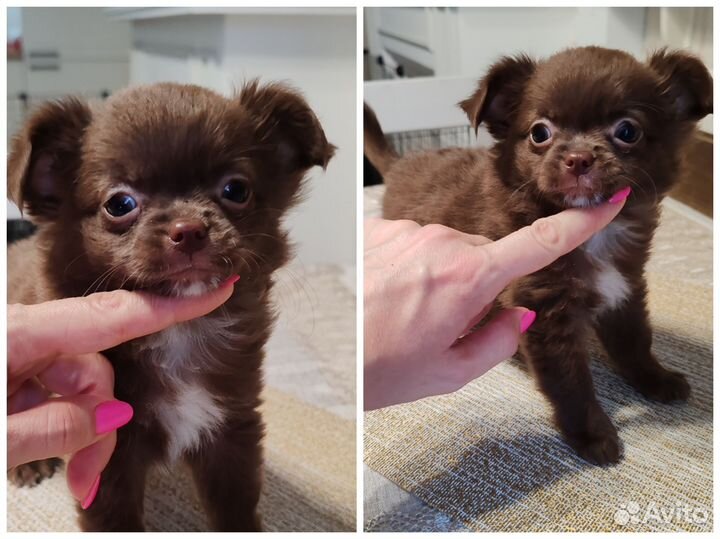 Супер детки чихуахуа элита