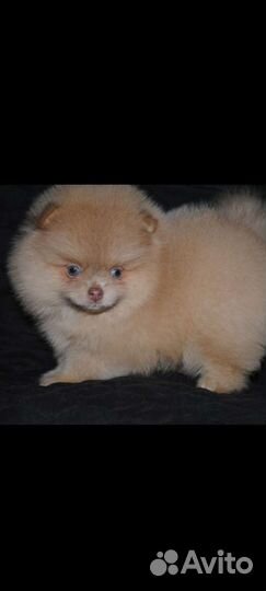 Щенки померанский шпиц редких окрасов