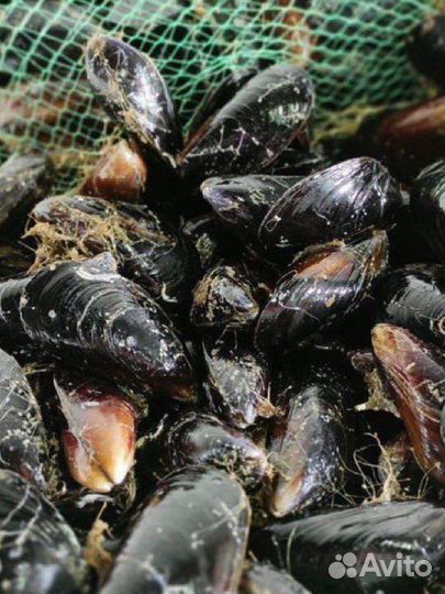 Мидии Черноморские