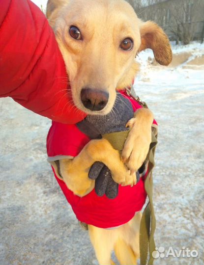 Ищет дом не крупная Собачка Бэлла