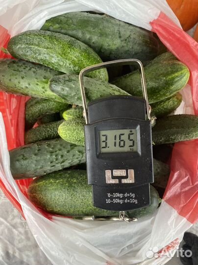 Огурцы свежие сегодня утром оборвала