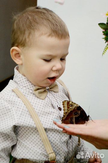 Куколки бабочек/живые бабочки